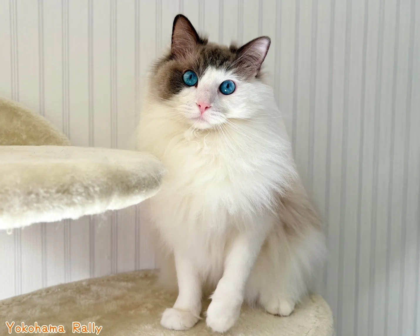 【横浜】一人暮らしの方の猫ちゃんのシッティングご依頼