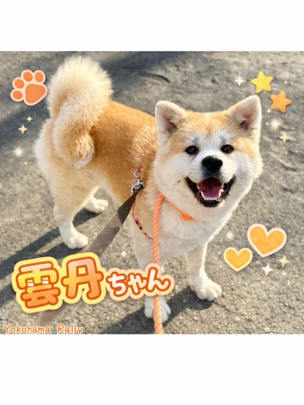 【港北区】秋田犬ちゃんと猫ちゃんの異色のコラボシッティング!