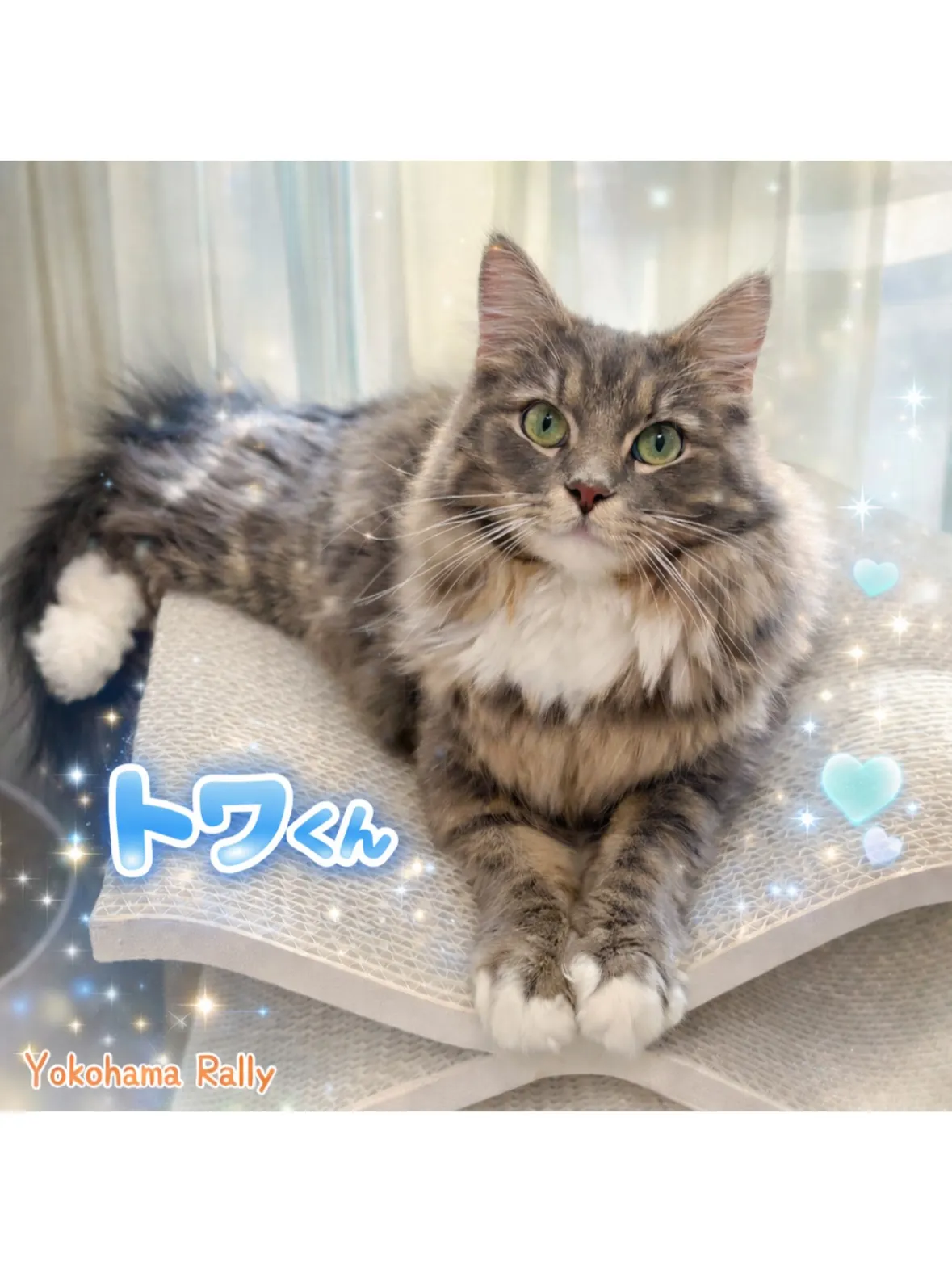 【中原区】ふわふわエレガンスなサイベリアンくんのシッティング...