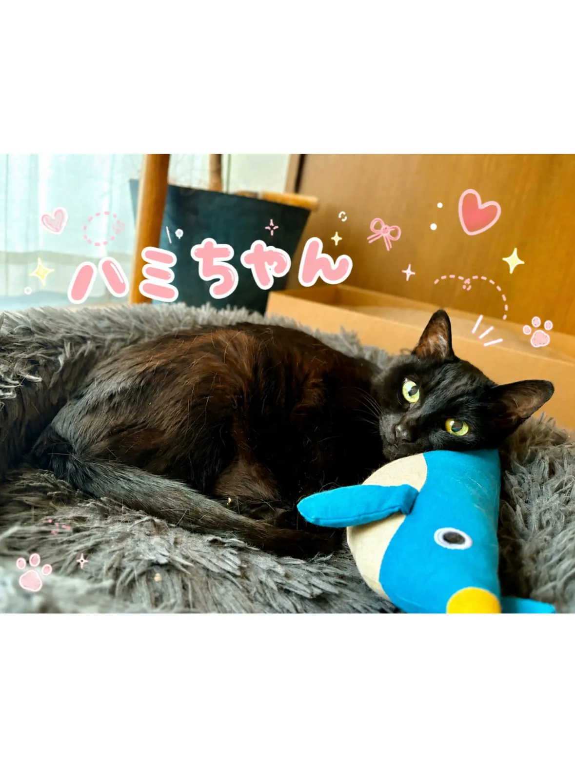 【港北区】黒猫さん🐈⬛とのまったり🌱のびのびシッティング!
