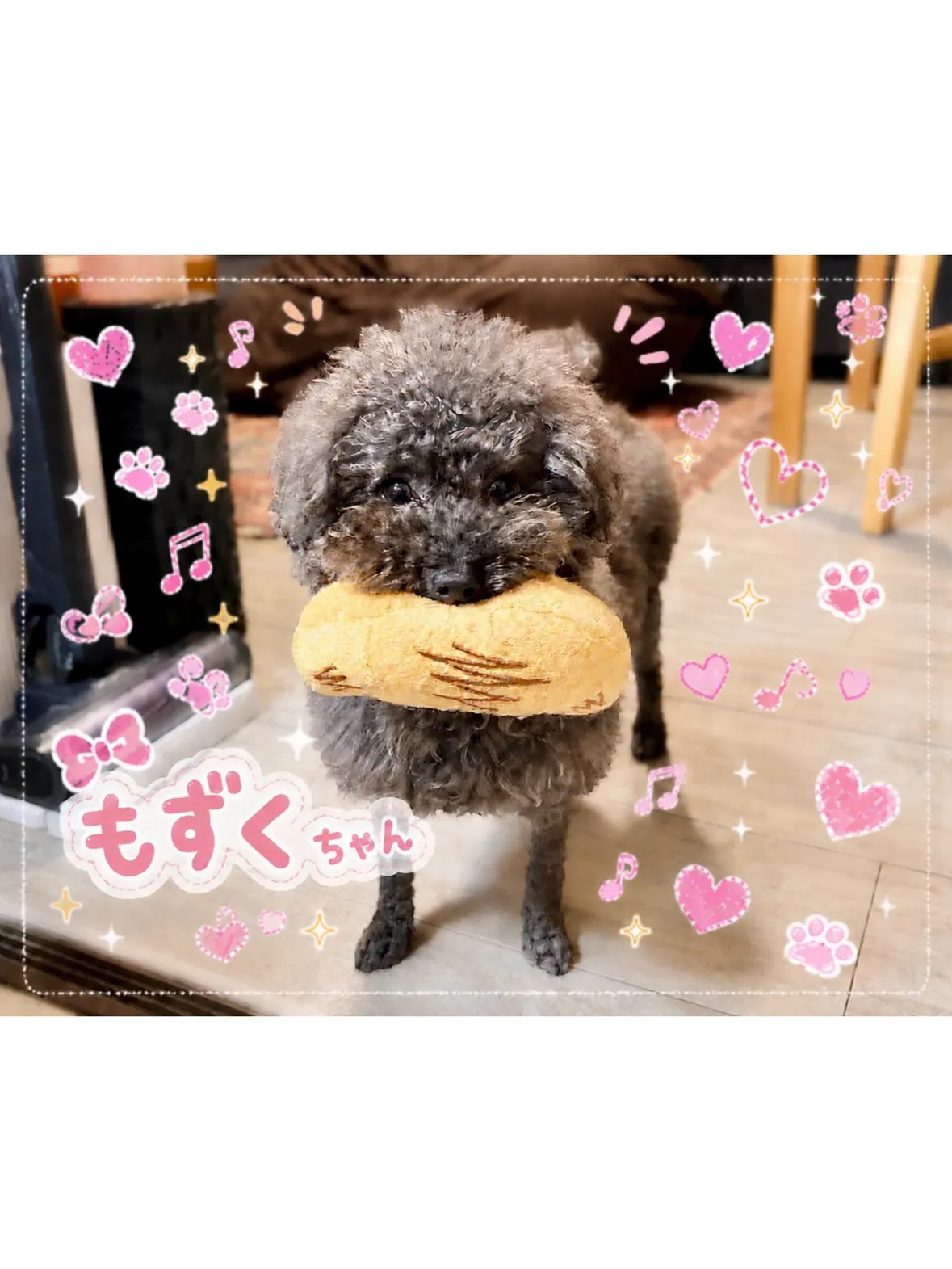 【宮前区】とってもオシャレさん✨なトイプードルちゃんのシッテ...