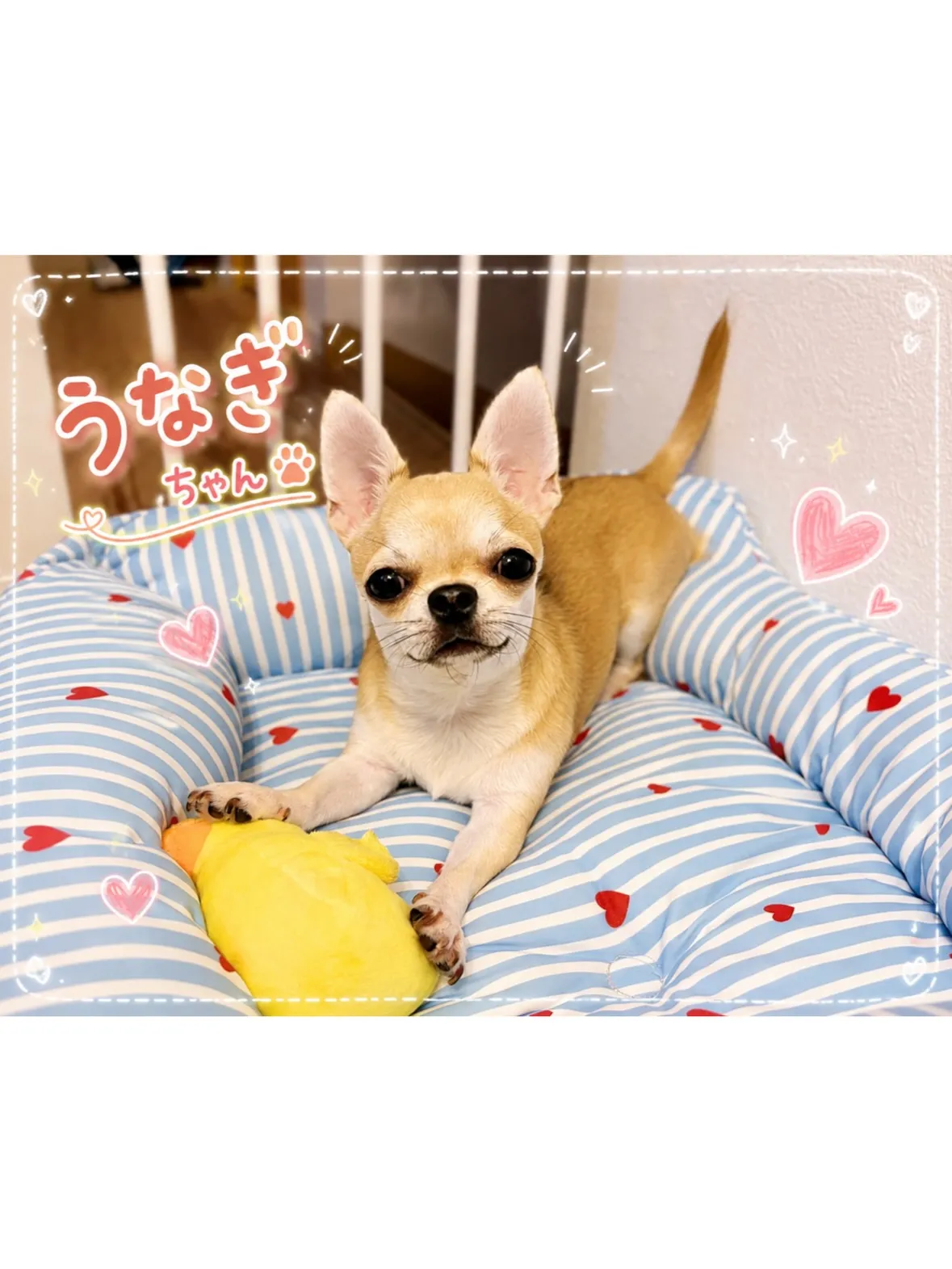 【川崎市幸区】チワワちゃん🐶初めてのお留守番💕抱っこ散歩もお...