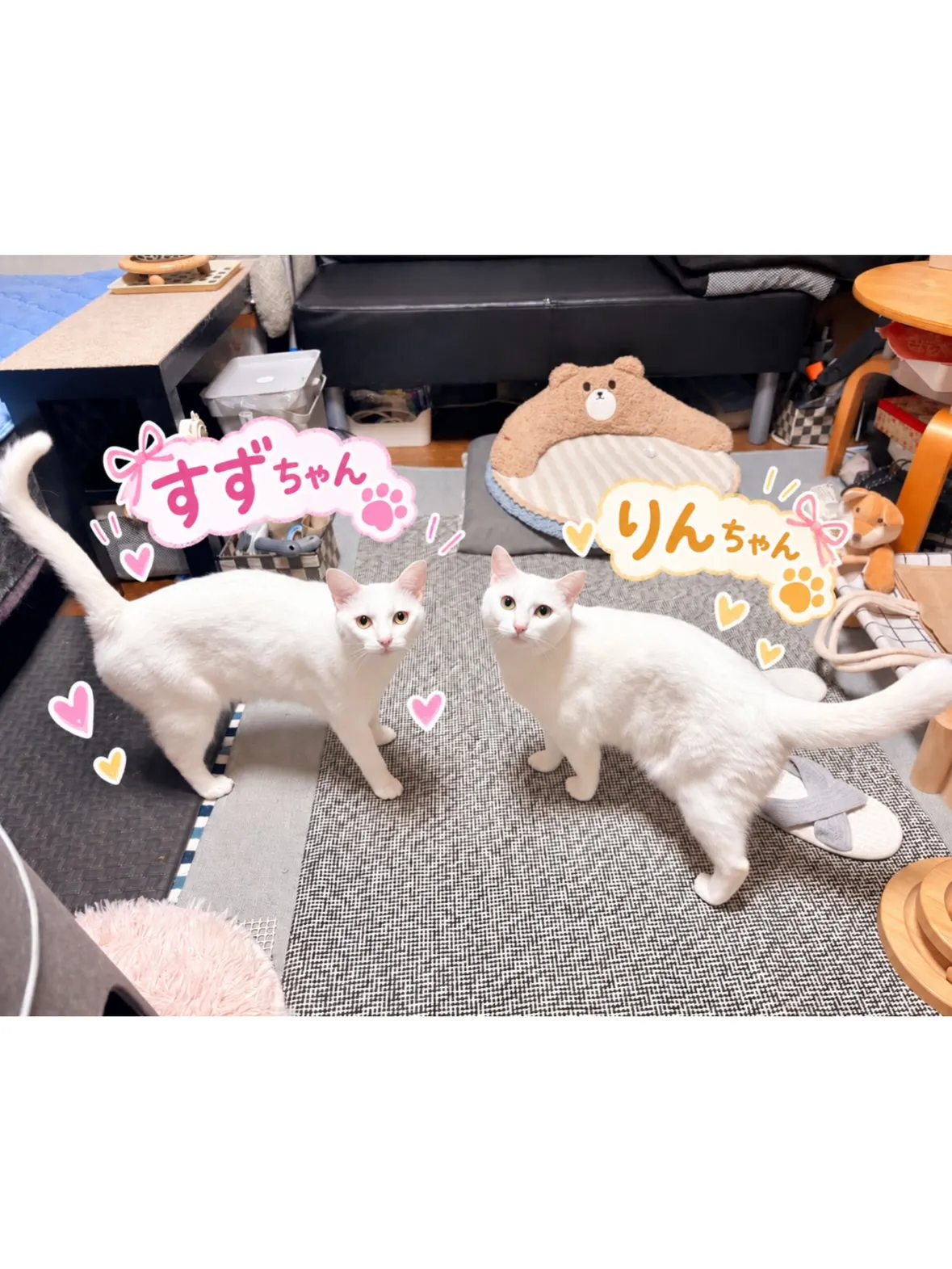 【神奈川区】双子の白猫ニャンズ🤍初めての長期お留守番!